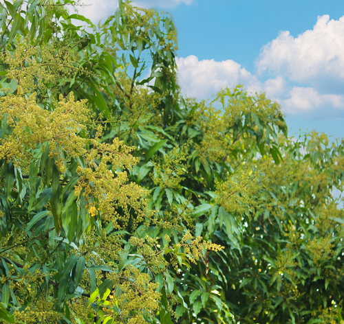 planta perece pé de mangueira