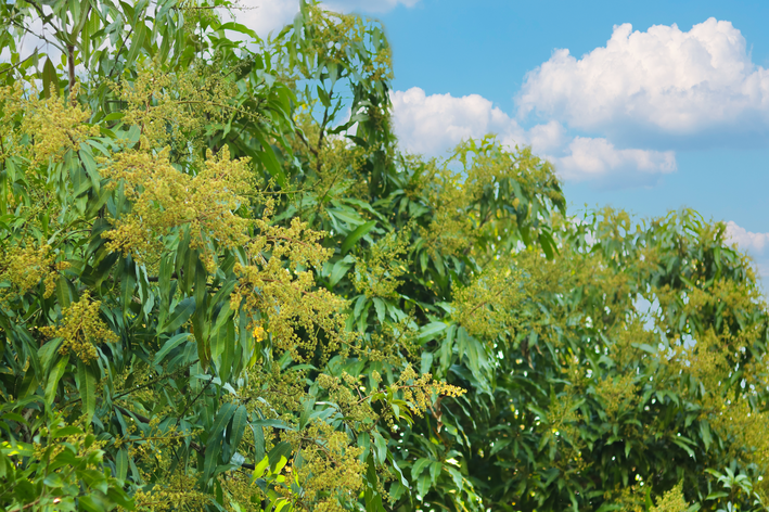 planta perece pé de mangueira