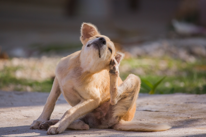 cachorro com pulga