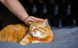 quanto anos vive um gato laranja