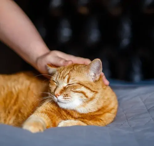 quanto anos vive um gato laranja