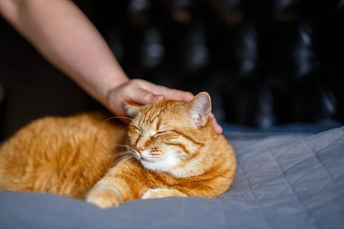 quanto anos vive um gato laranja