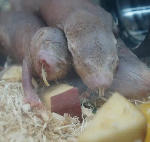 ratos toupeira se alimentando