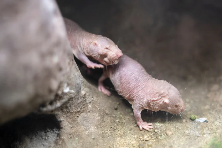 ratos toupeira debaixo da terra