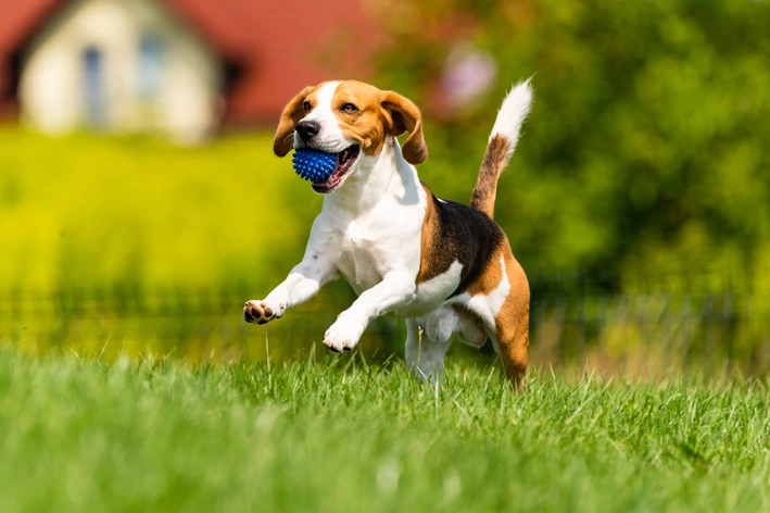 Sonhar com cachorro brincando