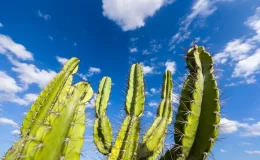 cactos com céu aberto