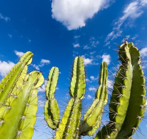 cactos com céu aberto