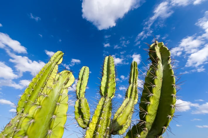 cactos com céu aberto