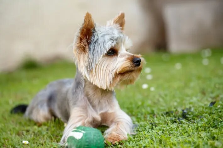 Cachoro Yorkshire deitado na grama com tosa verão e bolinha verde entre as patas