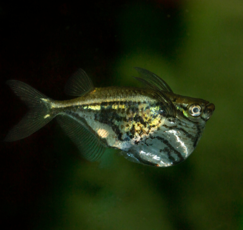 Peixe-borboleta no aquário