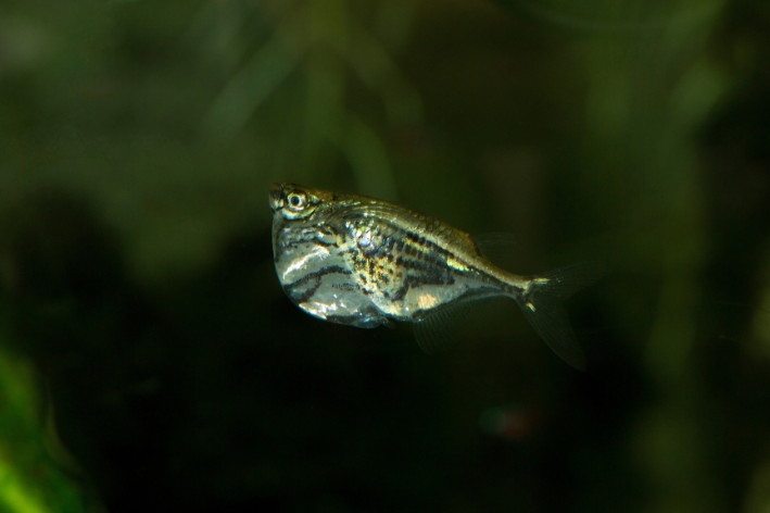 peixe-borboleta nadando