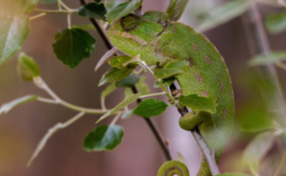 camaleão verde