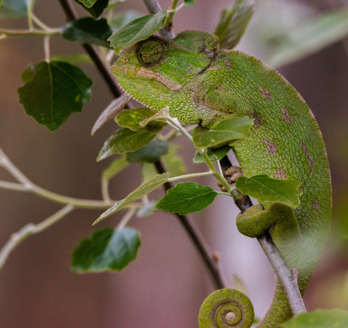 camaleão verde