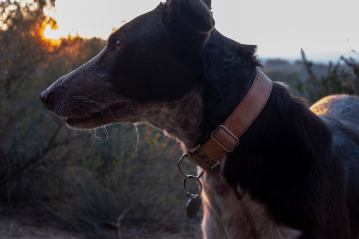 cachorro com placa de identificação