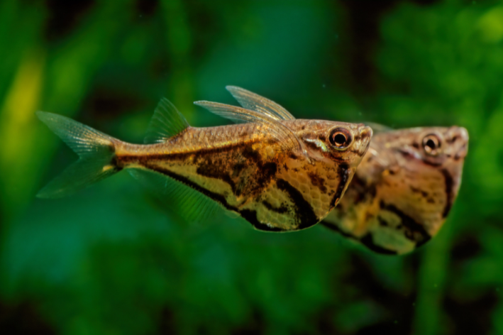 dois peixes-borboleta