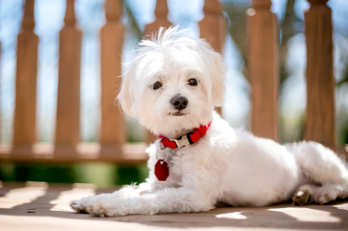 Cachorro branco com placa de identificação vermelha