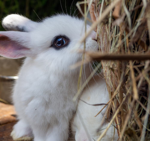 coelho hotot