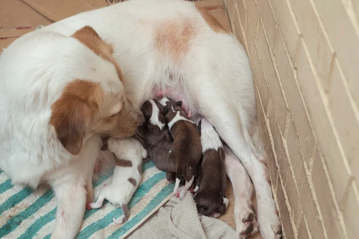 Cachorro de raça Border Collie cuidando de filhotes recém-nascidos