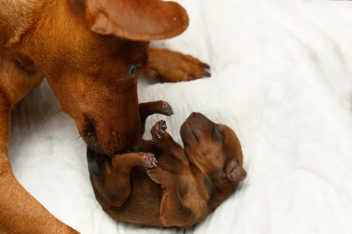 Imagem de um filhote de cachorro de raças dachshund e outro filhote de tamanho menor brincando de forma fofa sobre um fundo branco