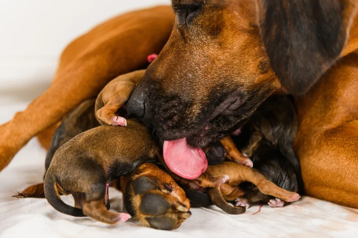 Cachorro da raça Dachshund alimentando seus filhotes recém-nascidos, com foco no cuidado e amor entre mãe e filhotes