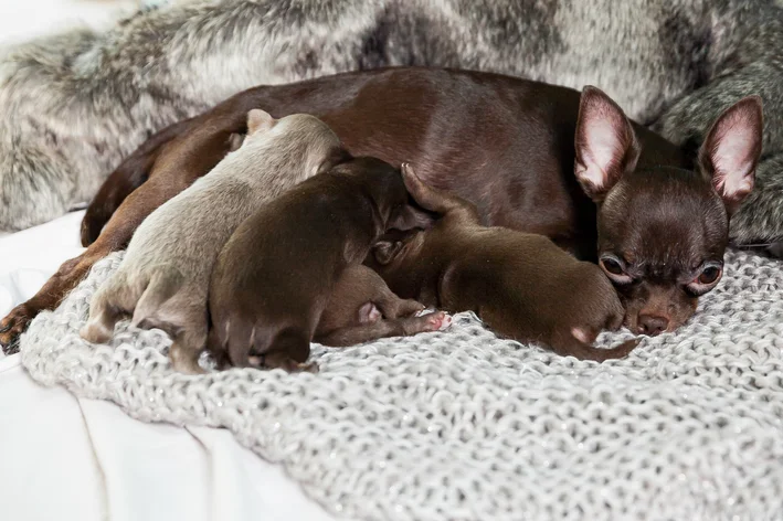 Lindos filhotes de cachorro labrador pretos e chocolate com sua mãe descansando em uma cama de cobertores, promovendo aconchego e cuidado materno.