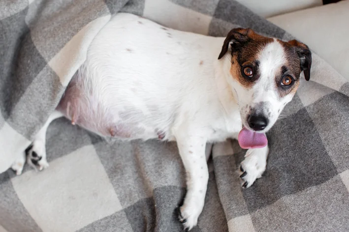 Cadela grávida deitada em um sofá, olhando para a câmera com a língua de fora.