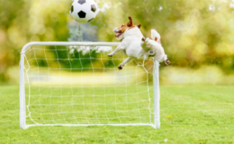 pets de jogadores de futebol