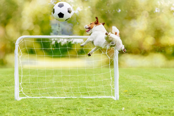 pets de jogadores de futebol