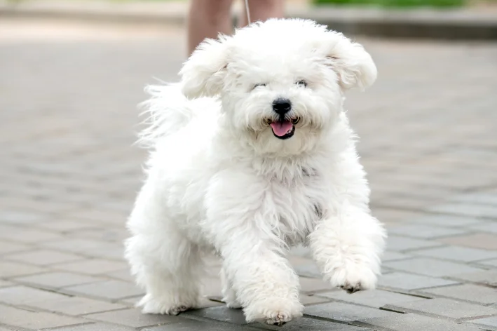 Bichon Frisé