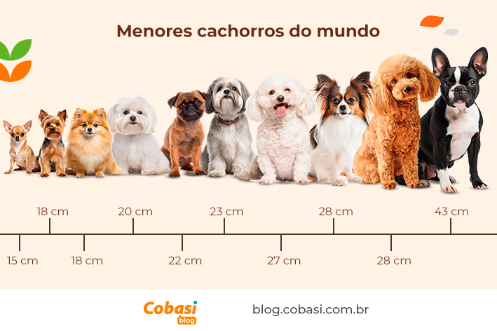 menores cachorros do mundo