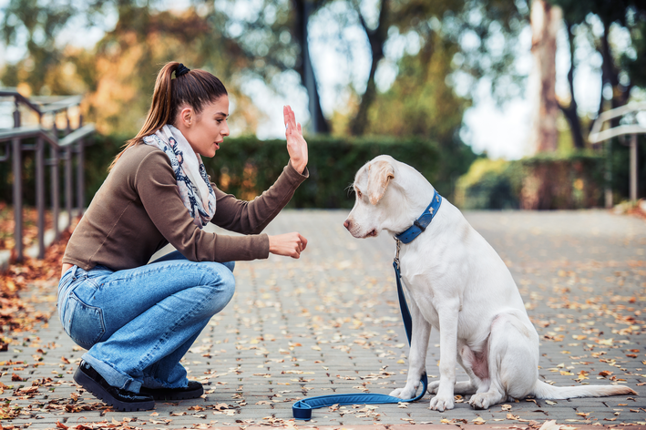 mulher ensinando um cachorro