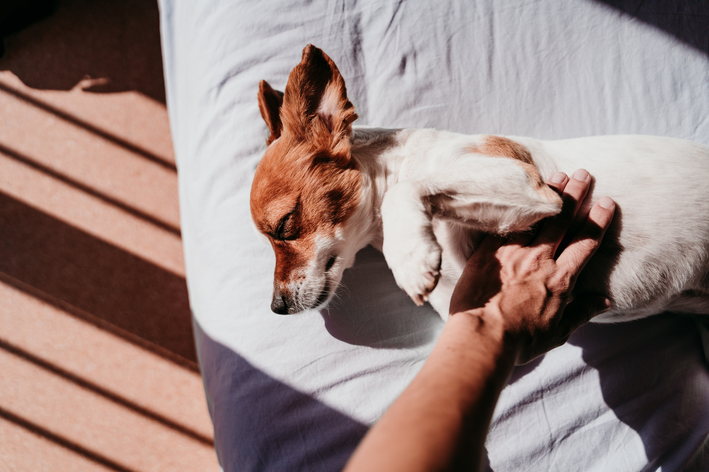 tutor fazendo carinho no cachorro na cama