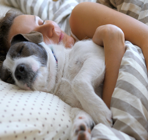 cachorro dormindo na cama com o tutor