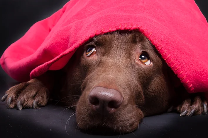 cachorro escondido com medo de fogos