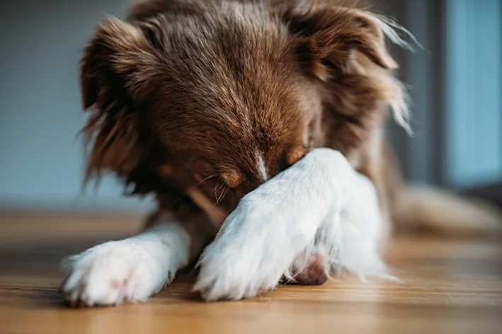 cachorro deitado com medo de fogos