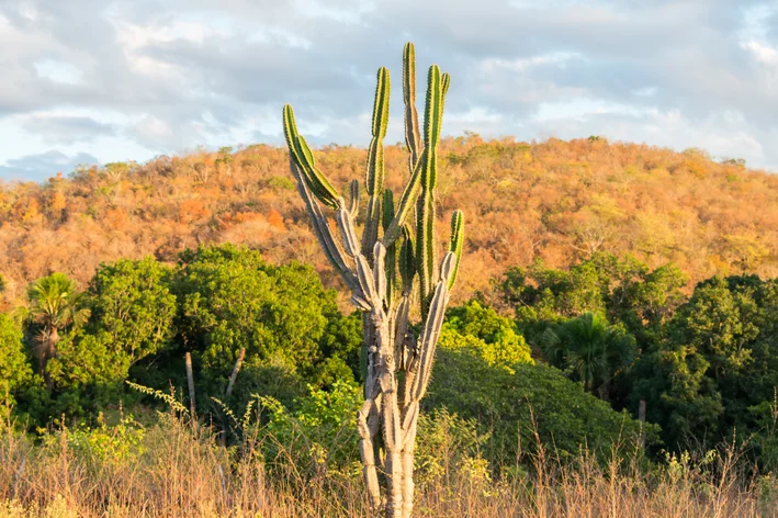 cacto com vegetação ao fundo