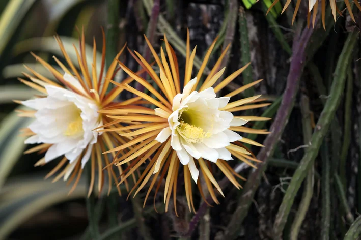 flores brancas de cactos