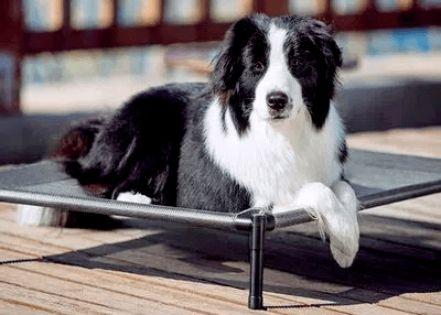 cachorro da raça Border Collie deitado em cama suspensa