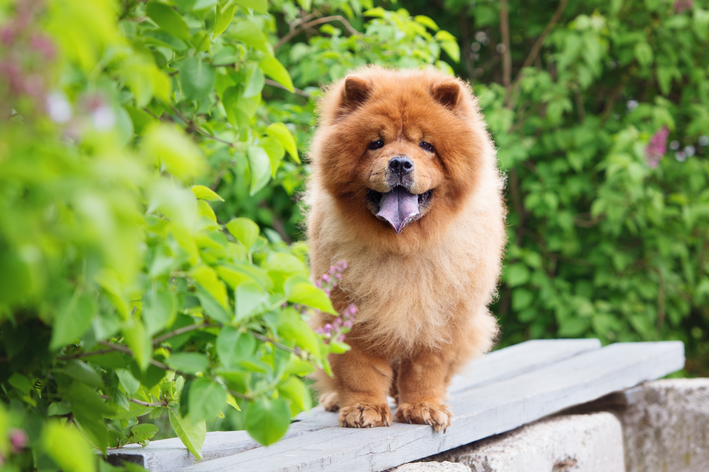 cachorro sentado no jardim catar saiba como é a vida dos pets por lá