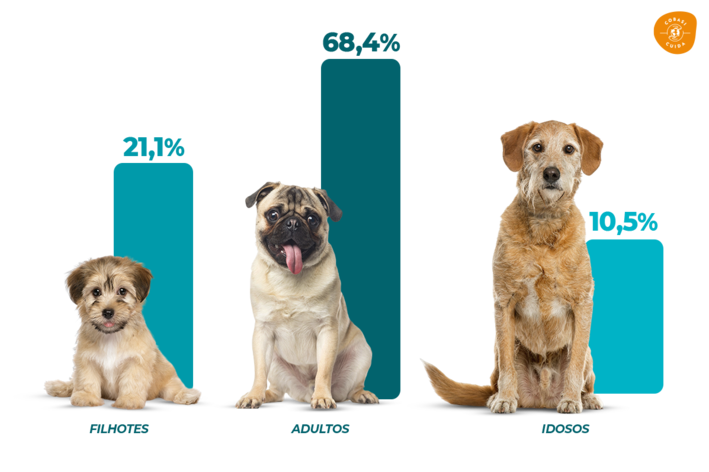 imagem com cães filhotes, adultos e filhotes