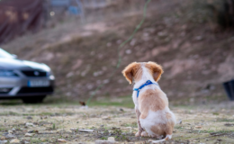 cachorro abandonado na estrada