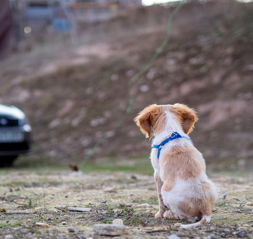 cachorro abandonado na estrada