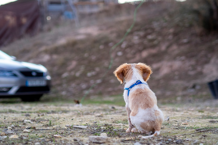 cachorro abandonado na estrada