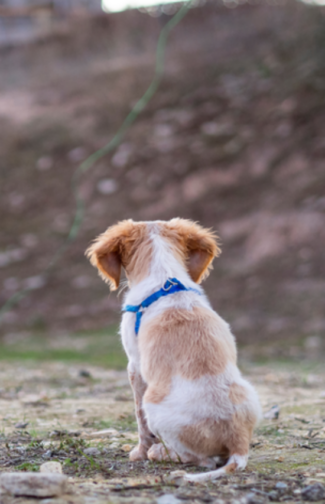 cachorro abandonado na estrada