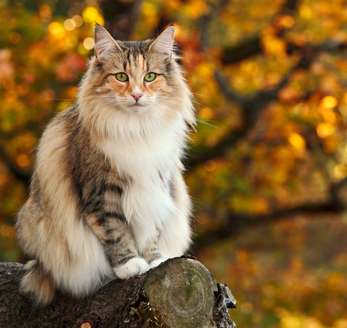 gato norueguês na floresta