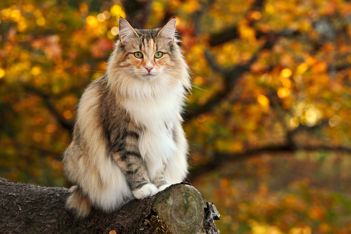 gato norueguês na floresta