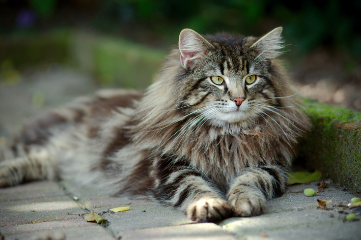 gato norueguês da floresta sentado