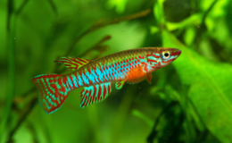 Killifish no aquário