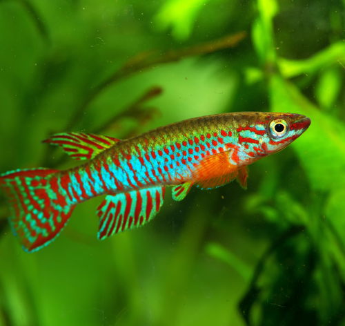 Killifish no aquário