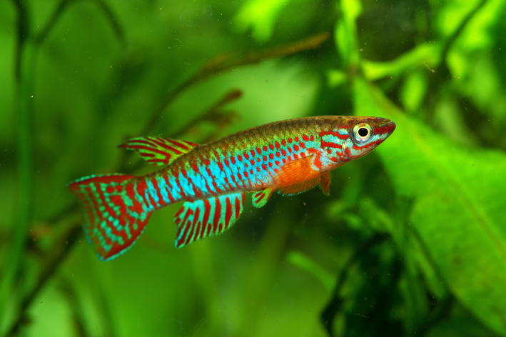 Killifish no aquário